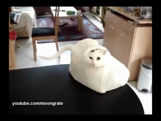 Кот попал в ловушку) Кот попал в ловушку)
